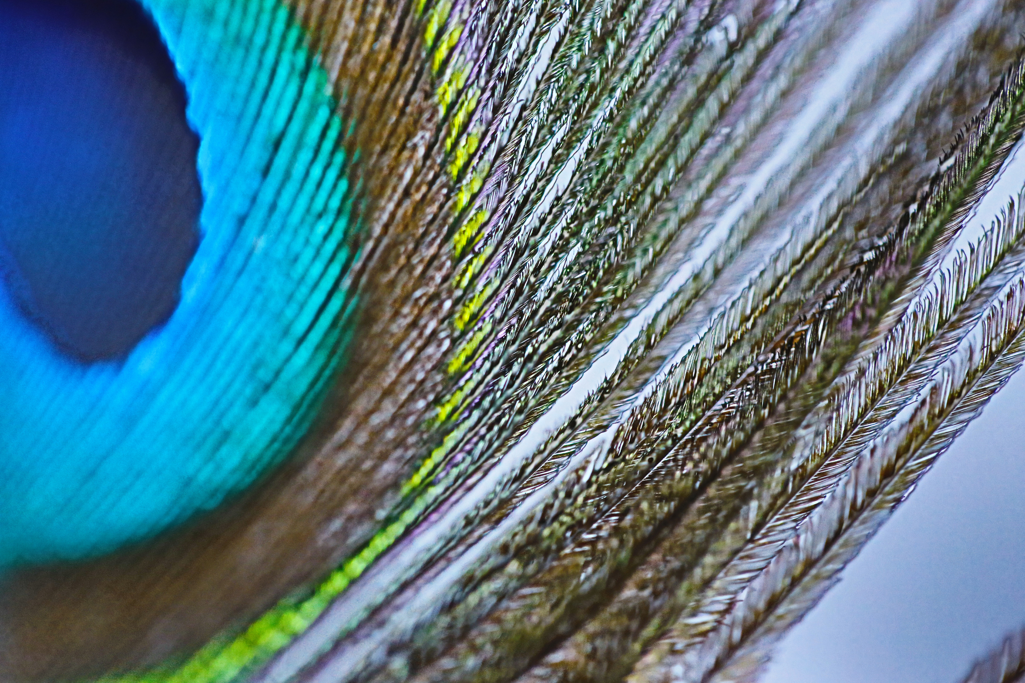 Peacock feather