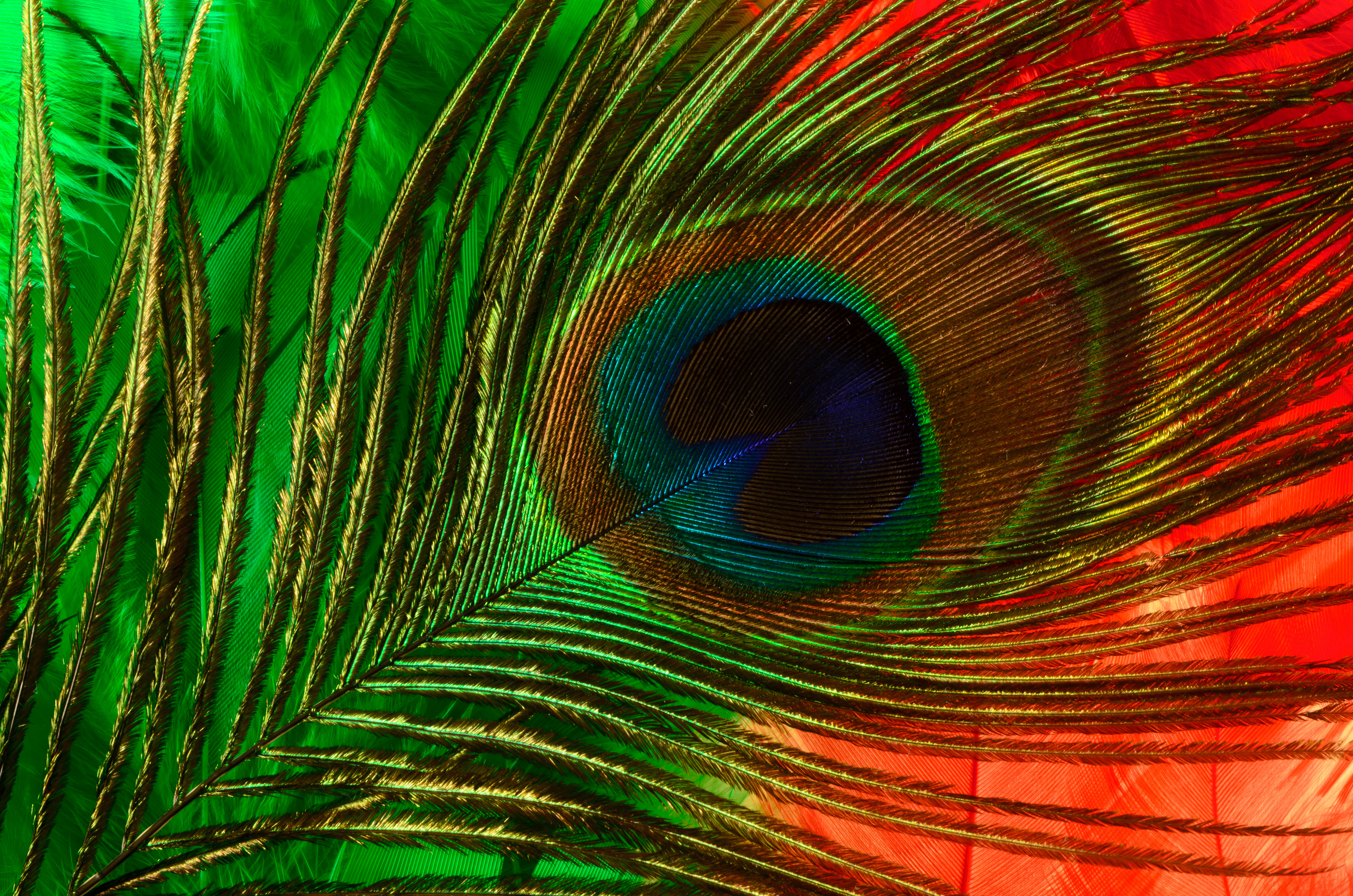 peacock feather