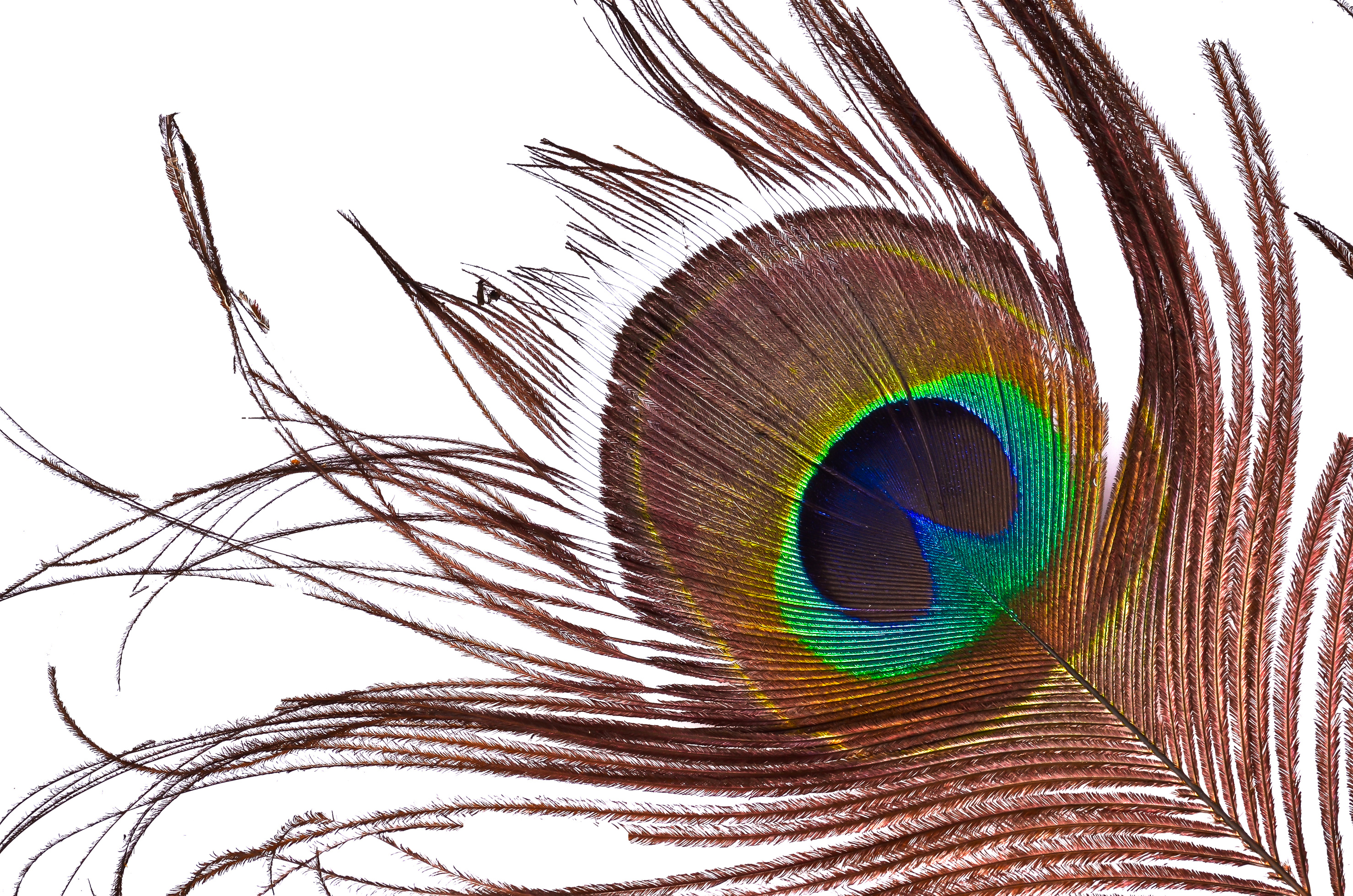 peacock feathers