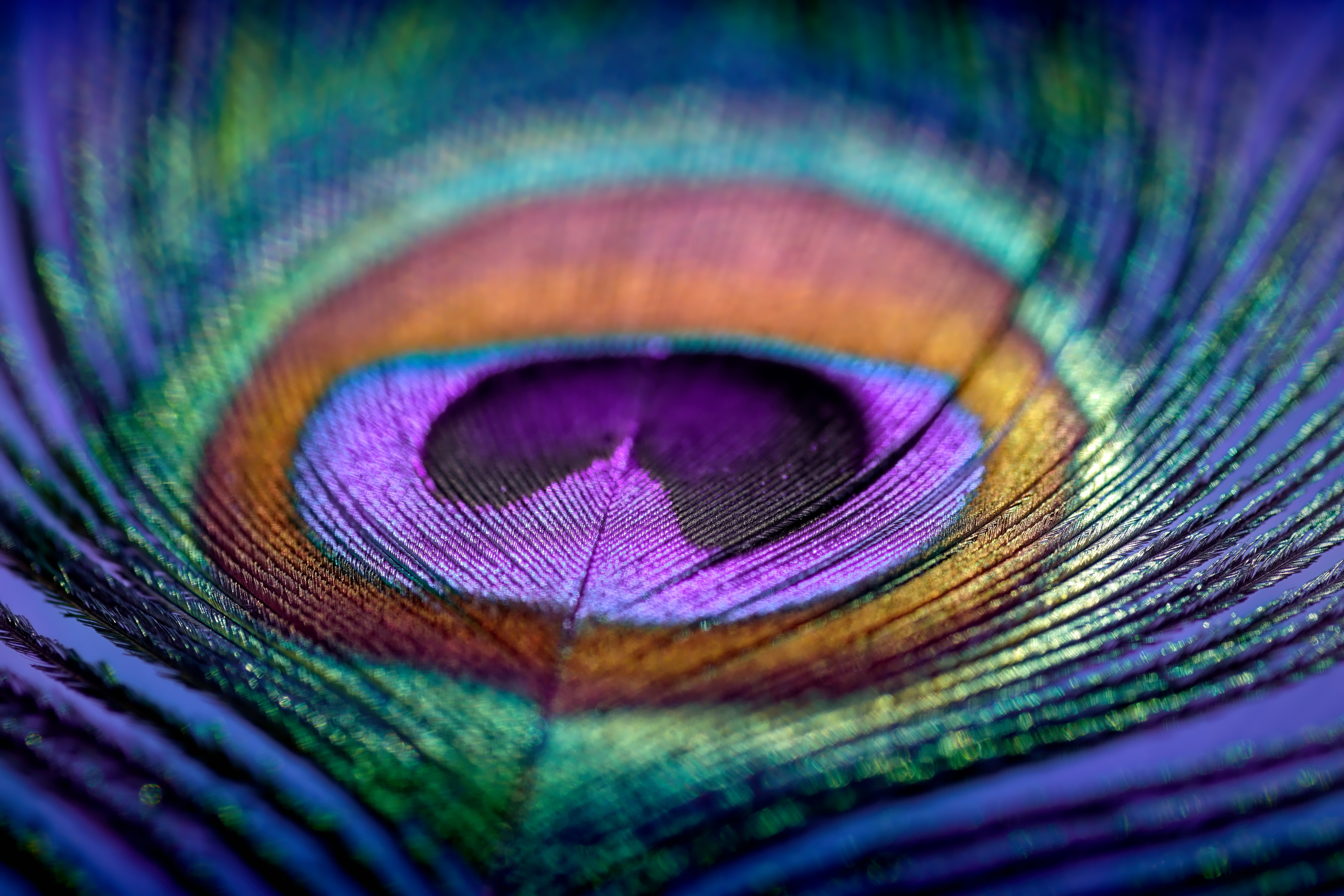 Artistic composition of Water drops on colorful peacock feather