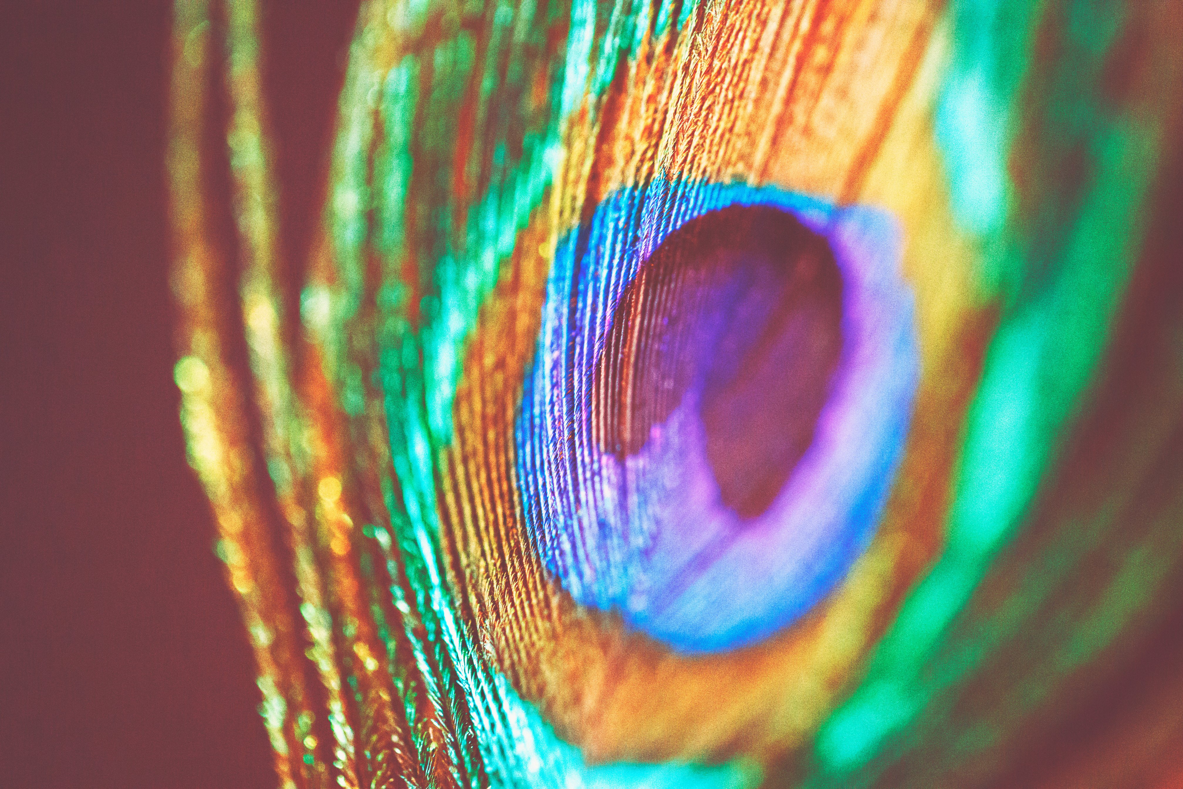 Peacock Feather