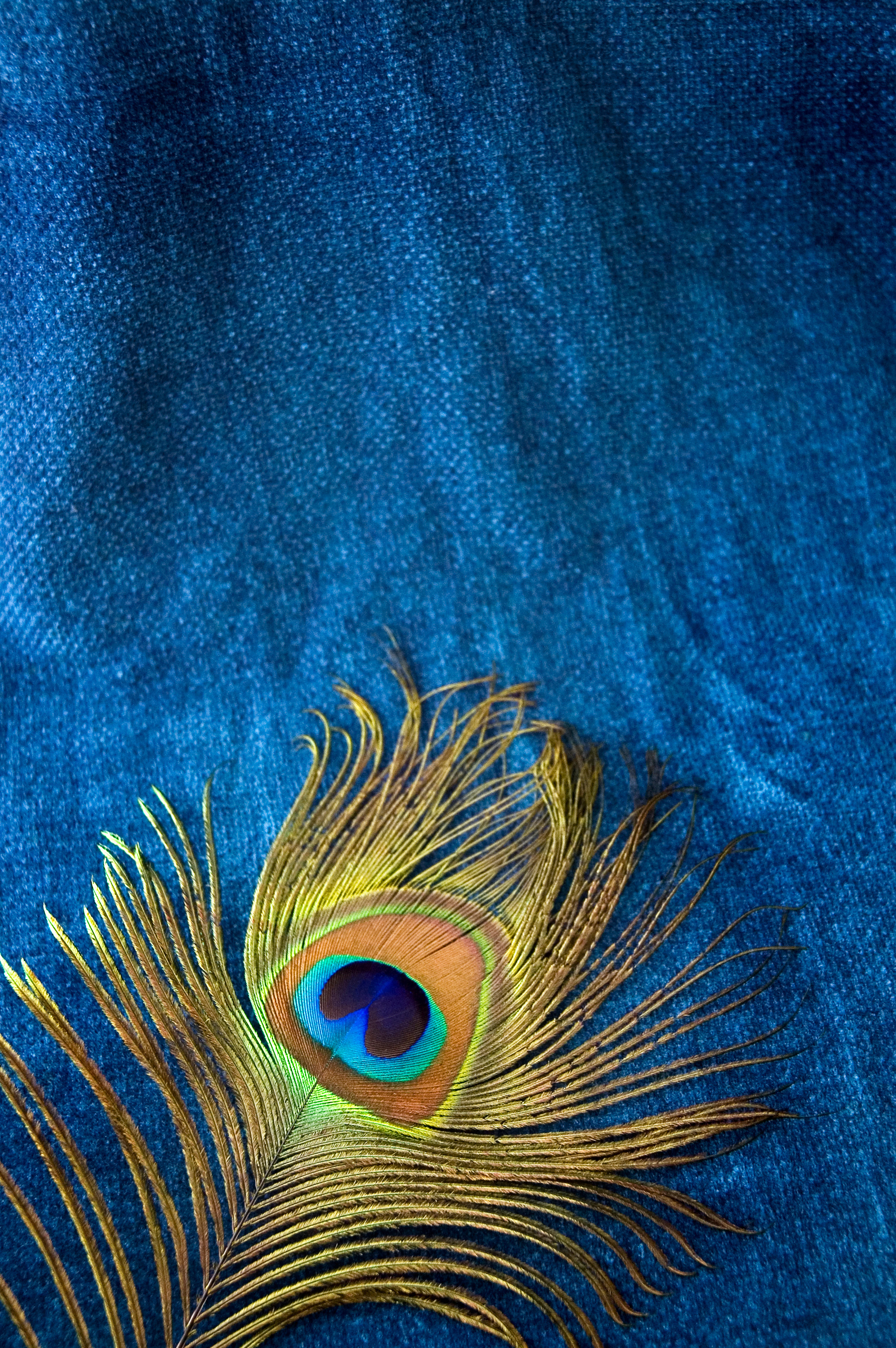 peacock feather